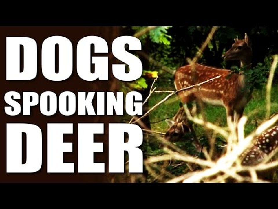 Deer Stalker vs Dog Walker