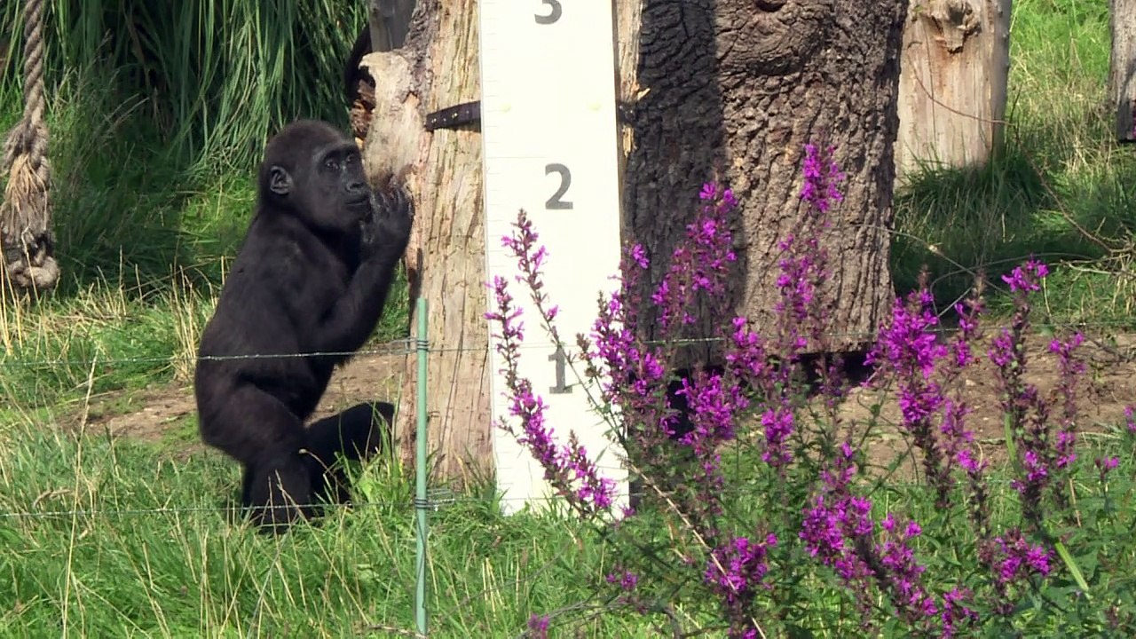 Animaux: le meilleur de l'année 2017