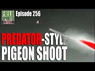 Fieldsports Britain - Predator-Style Pigeon Shoot