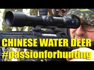 Stalking Chinese Water Deer