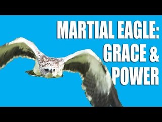 Martial Eagle - Grace and Power