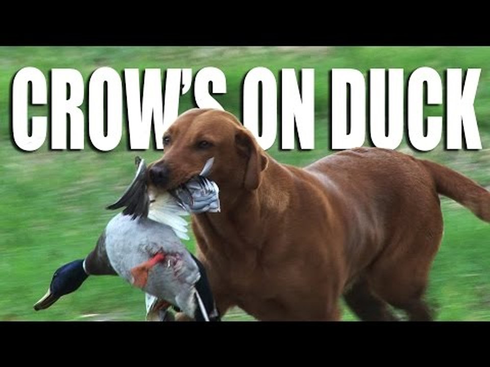 Crow on Ducks