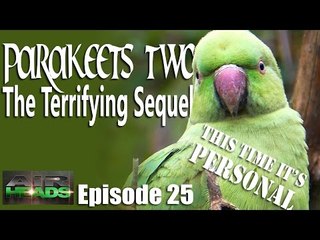 AirHeads - Parakeets II - this time it's personal