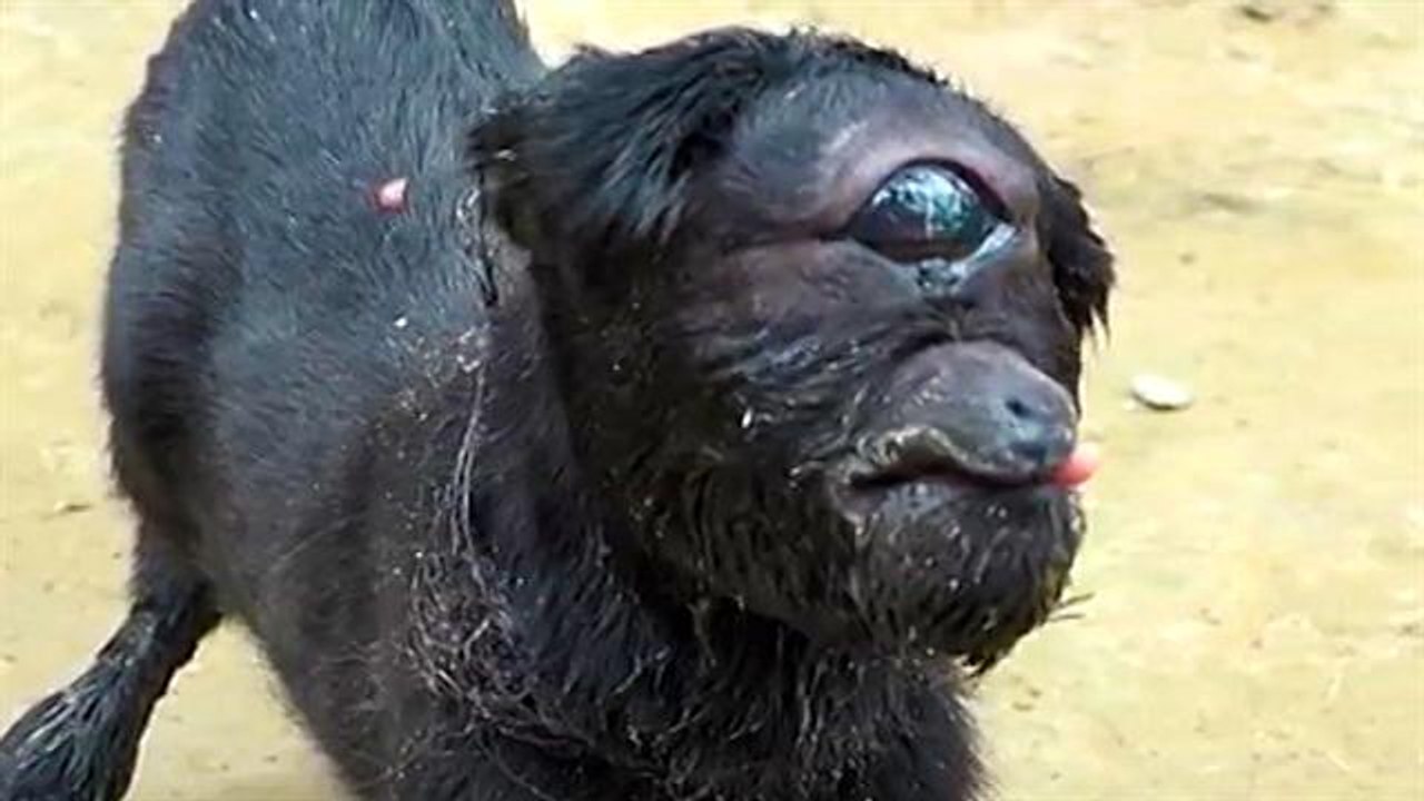 Cyclops in India
