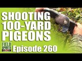 Fieldsports Britain - Shooting 100-yard Pigeons