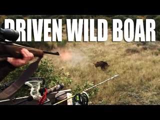 Driven Wild Boar