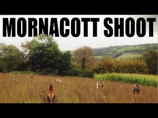 Fabulous pheasants (and deer) at Mornacott Shoot