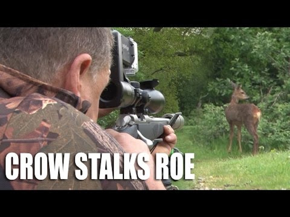 Crow Stalks Roe