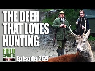 Fieldsports Britain - The Deer that Loves Hunting