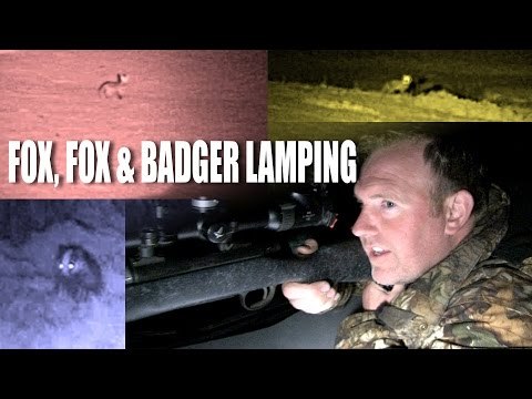 Fox, Fox and Badger Lamping