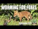 Fieldsports Britain - Worming for Foxes