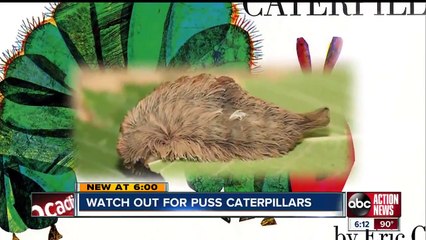Florida Poison Control warns of puss caterpillar