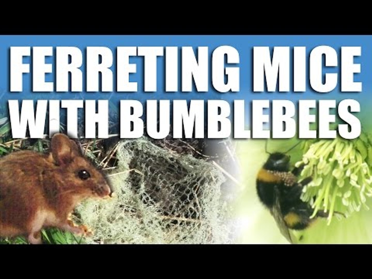 ⁣Ferreting Mice with Bumblebees