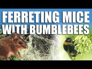 Ferreting Mice with Bumblebees