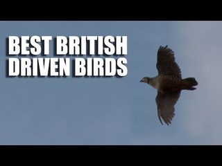 Best British Driven Bird Shooting