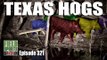 Fieldsports Britain - Texas Hog Hunting