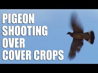 Pigeon Shooting over Cover Crops