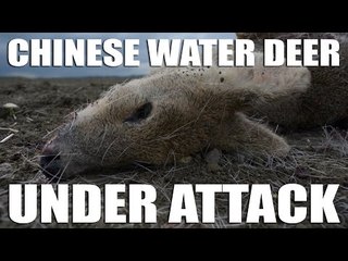 Chinese Water Deer Under Attack