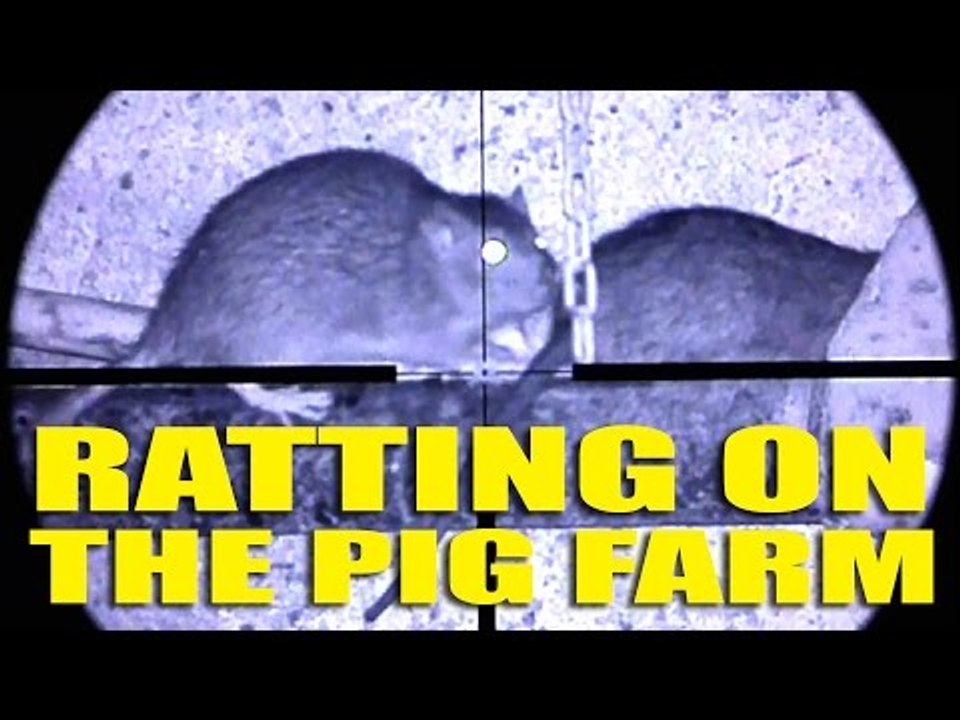 Ratting on the Pig Farm