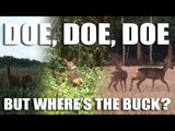 Doe, Doe, Doe - but where's the Buck?