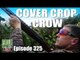 Fieldsports Britain - Cover Crop Crow