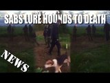 Sabs Lure Hounds to Death - Fieldsports Channel News