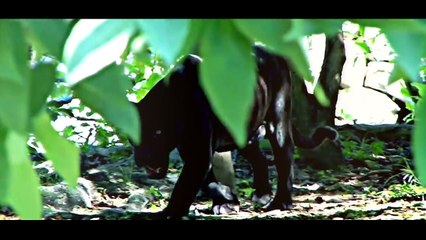 Dani Mocanu _ David Oscar - Respect ( Oficial Video ) 2017 VideoClip Full HD