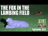 Fieldsports Britain - The Fox in the Lambing Field