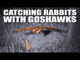 Catching rabbits with goshawks + a fox