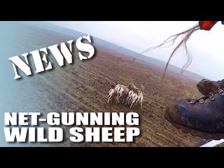 Net-gunning wild sheep - Fieldsports Channel News