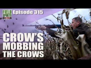 Fieldsports Britain - Crow's Mobbing the Crows