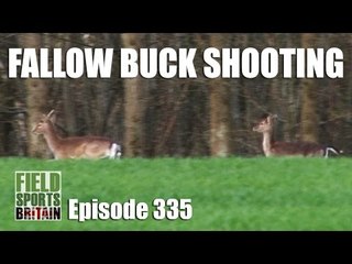 Fieldsports Britain - Fallow Buck Shooting