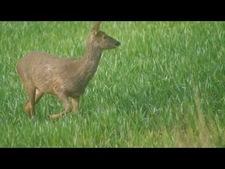 Roe stalking: how to get up close