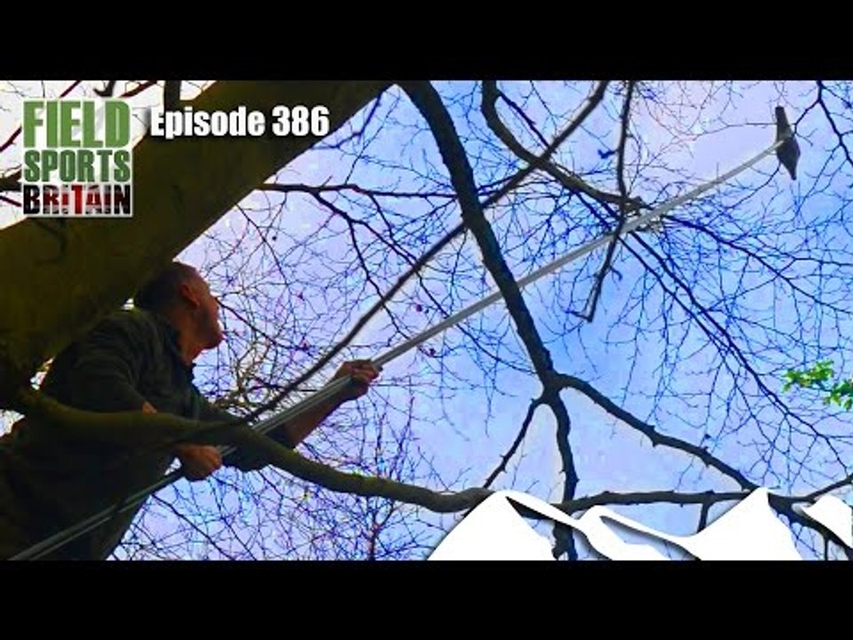Fieldsports Britain - Crow Goes Ape