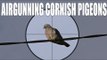 Airgunning Cornish Pigeons