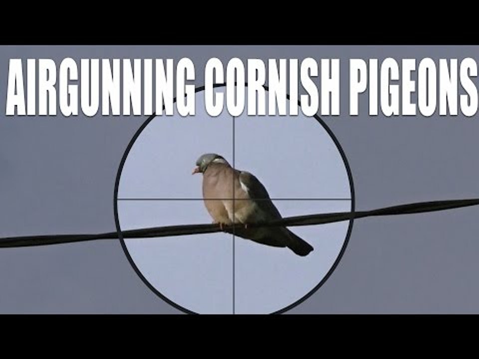 Airgunning Cornish Pigeons