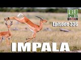 Fieldsports Britain - Impala