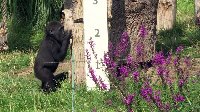 Os reis de todos os anos