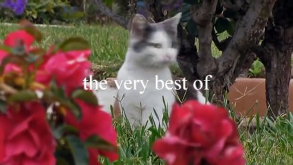 Crazy and Funny Cats - very funny & amazing