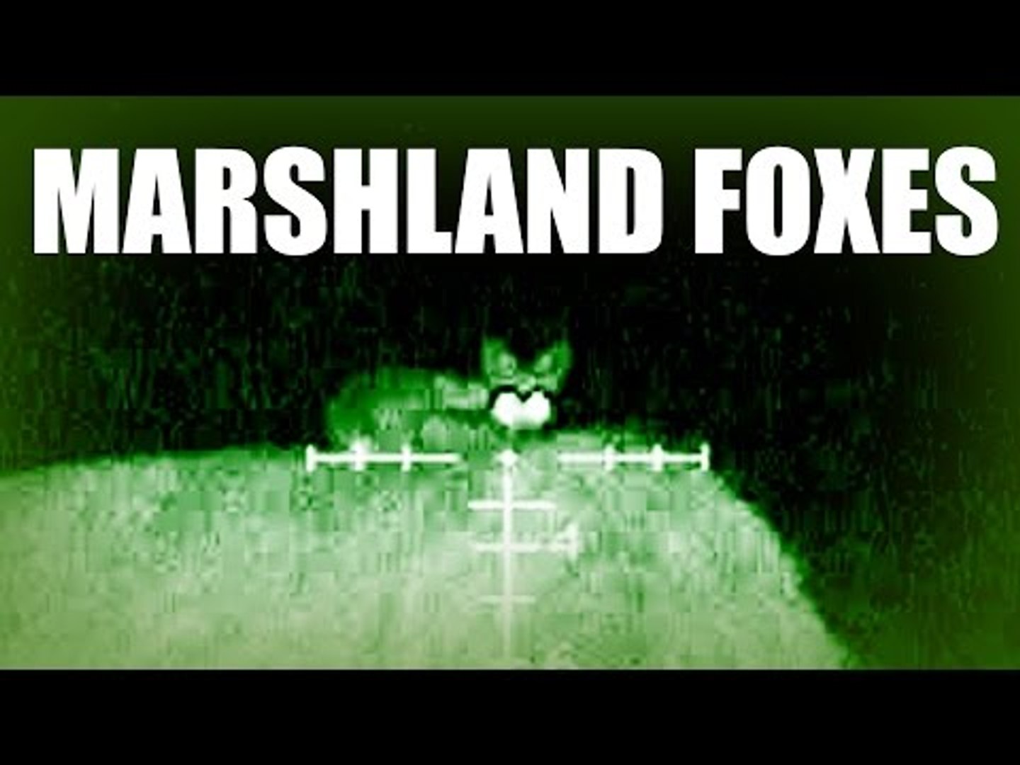Marshland Foxes