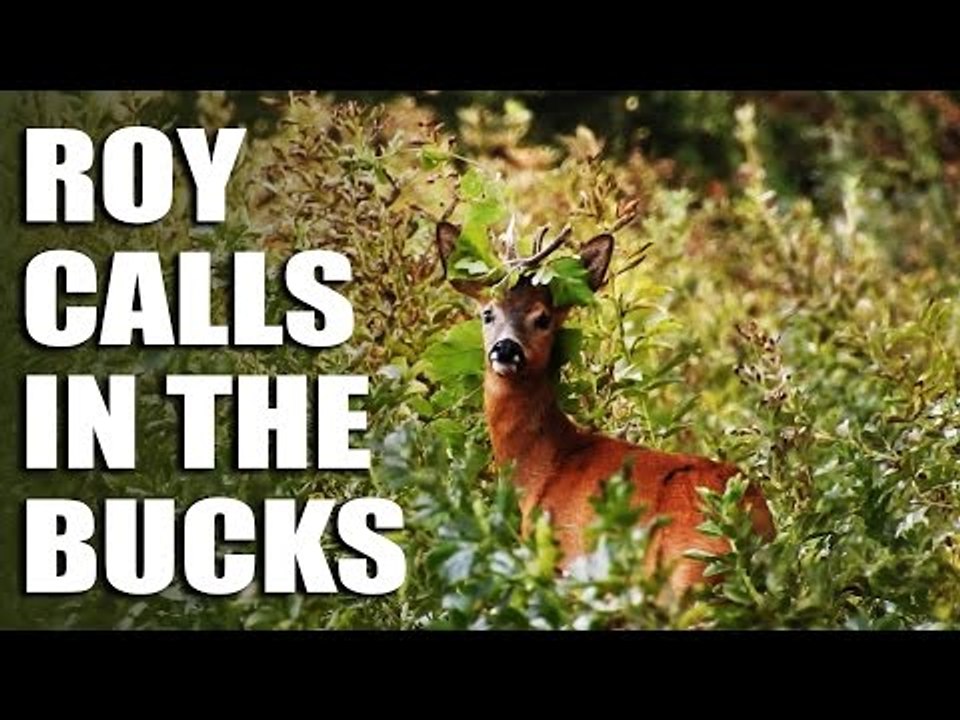 Roy Calls in the Bucks
