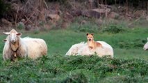 Doggo Makes Sheep Friends