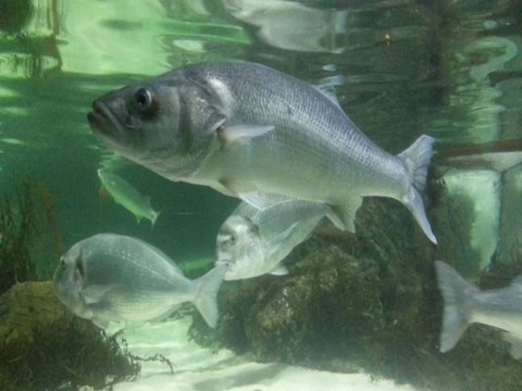 The Wolds Most Amazing Fish's Underwater in sea life big fish,small fish,baby fish,little fish