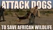 Attack dogs save Africa wildlife
