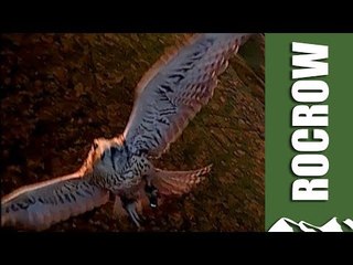 'Rocrow' drone trains birds of prey to hunt