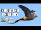 Fieldsports Britain - Shooting 'Phigeons'