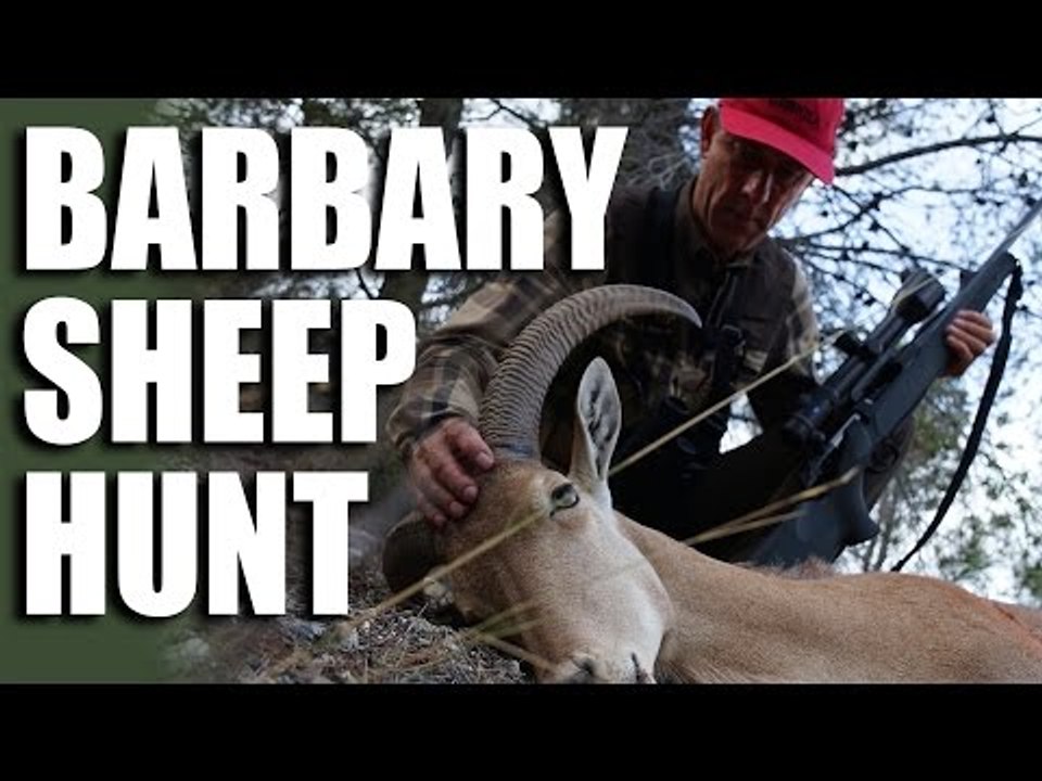 Barbary Sheep Hunt