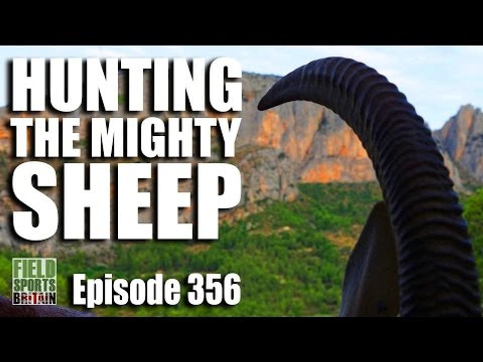 Fieldsports Britain - Hunting the Mighty Sheep