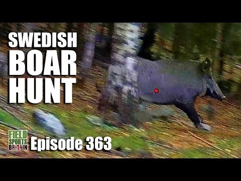 Fieldsports Britain - Swedish Boar Hunt