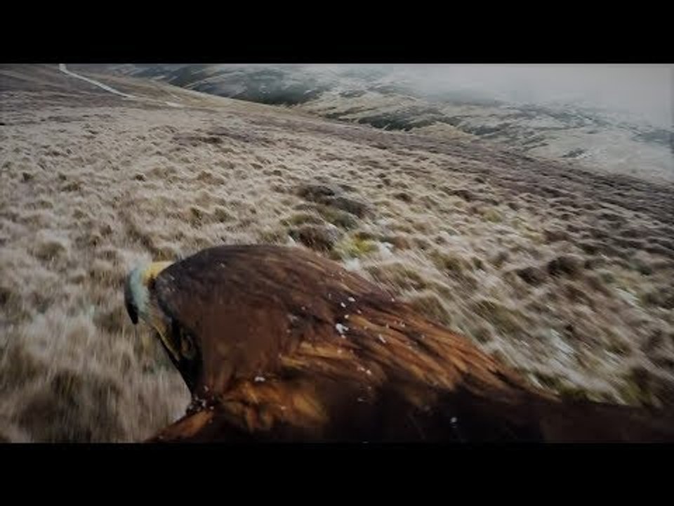 Fieldsports Britain - Hunting Hares on the Back...